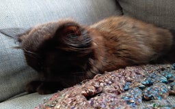 British Longhair cats for sale: Amazing fluff ball - Image 11