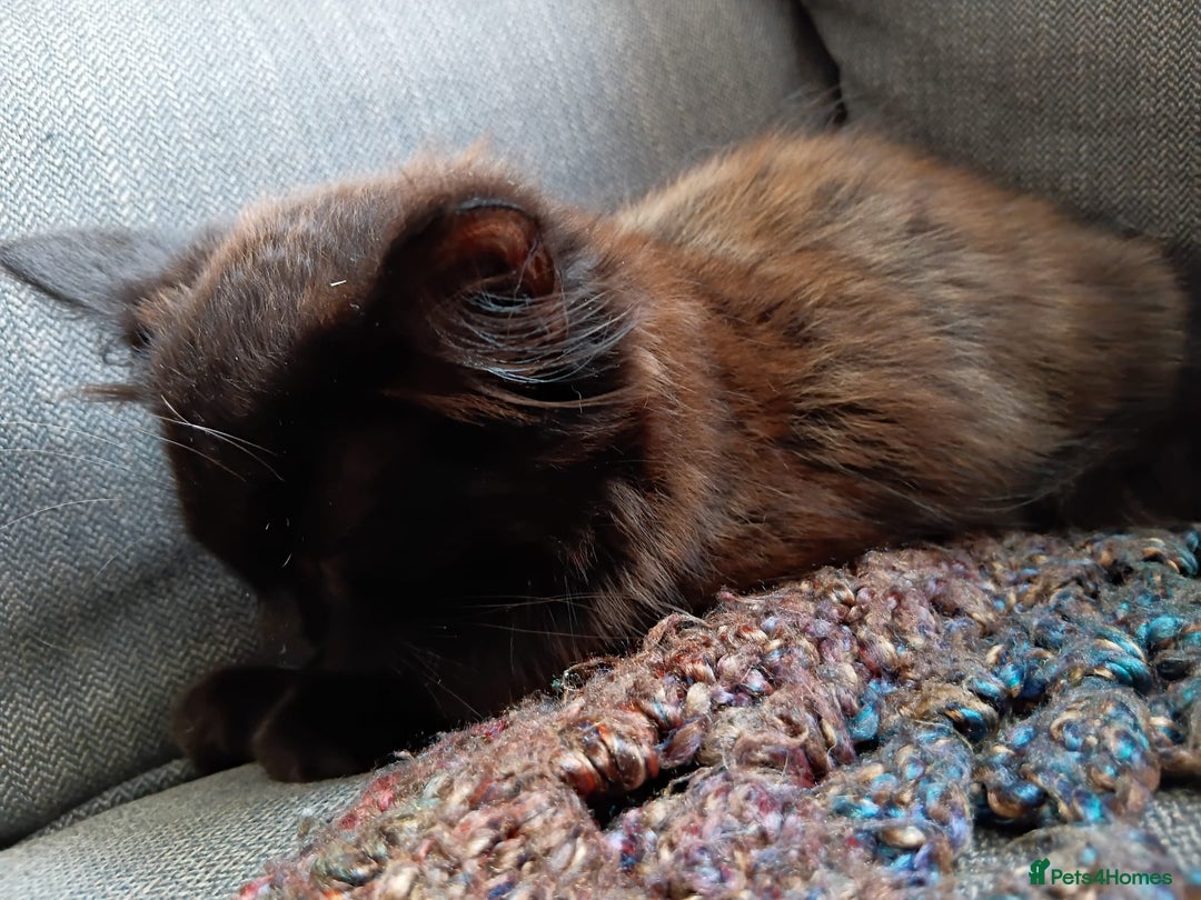 British Longhair cats for sale: Amazing fluff ball - Image 11