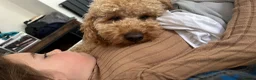Cockapoo dogs for stud: Kc registered stud . Cockapoo 2 years old not 1.  in Egham - Advert 3