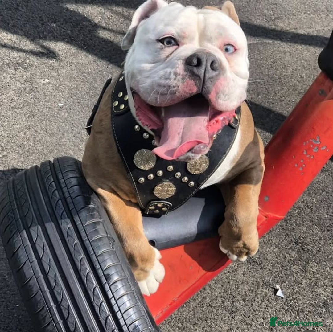 Olde English Bulldogge dogs for stud: Olde English bulldogge stud  - Image 2