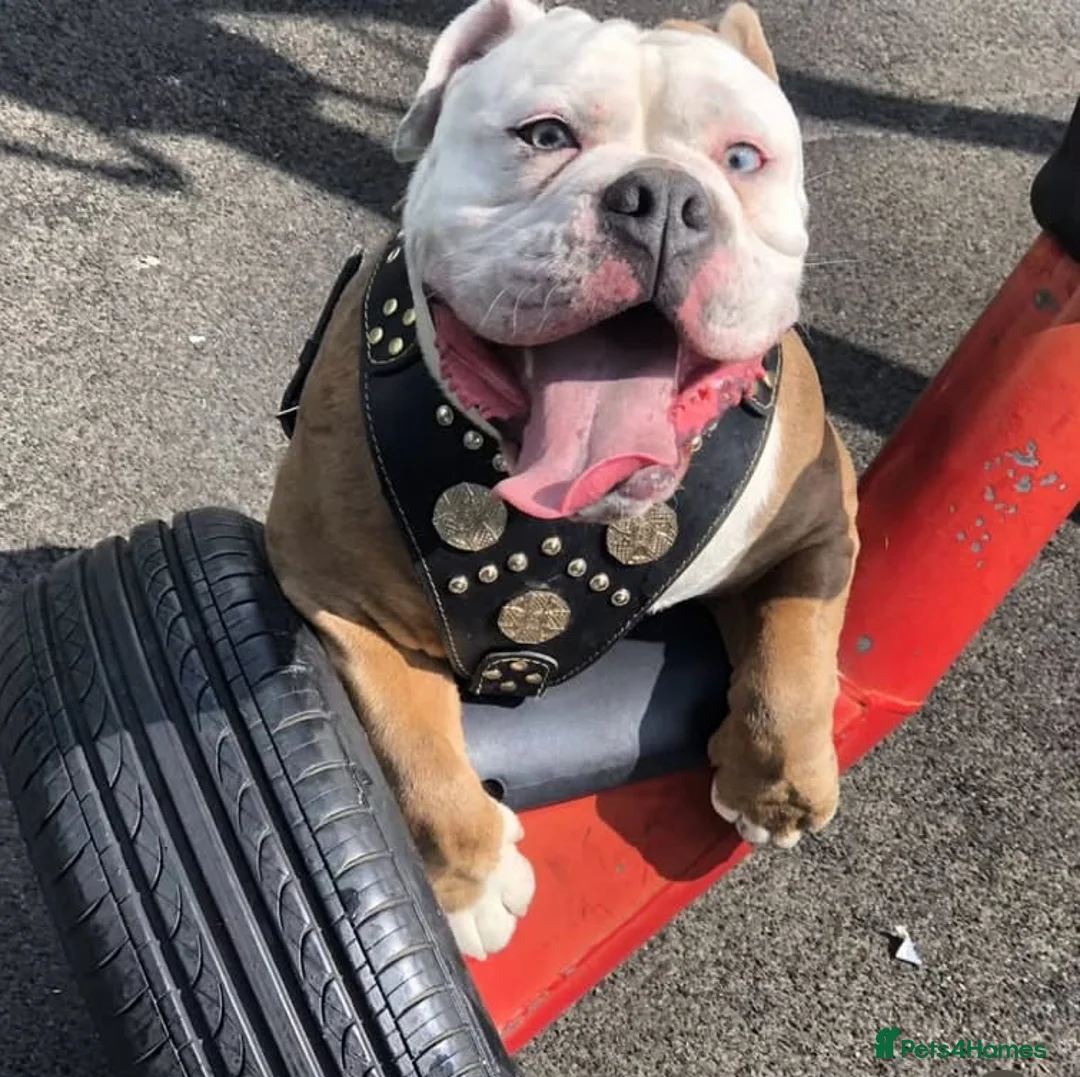 Olde English Bulldogge dogs for stud: Olde English bulldogge stud  - Advert 4