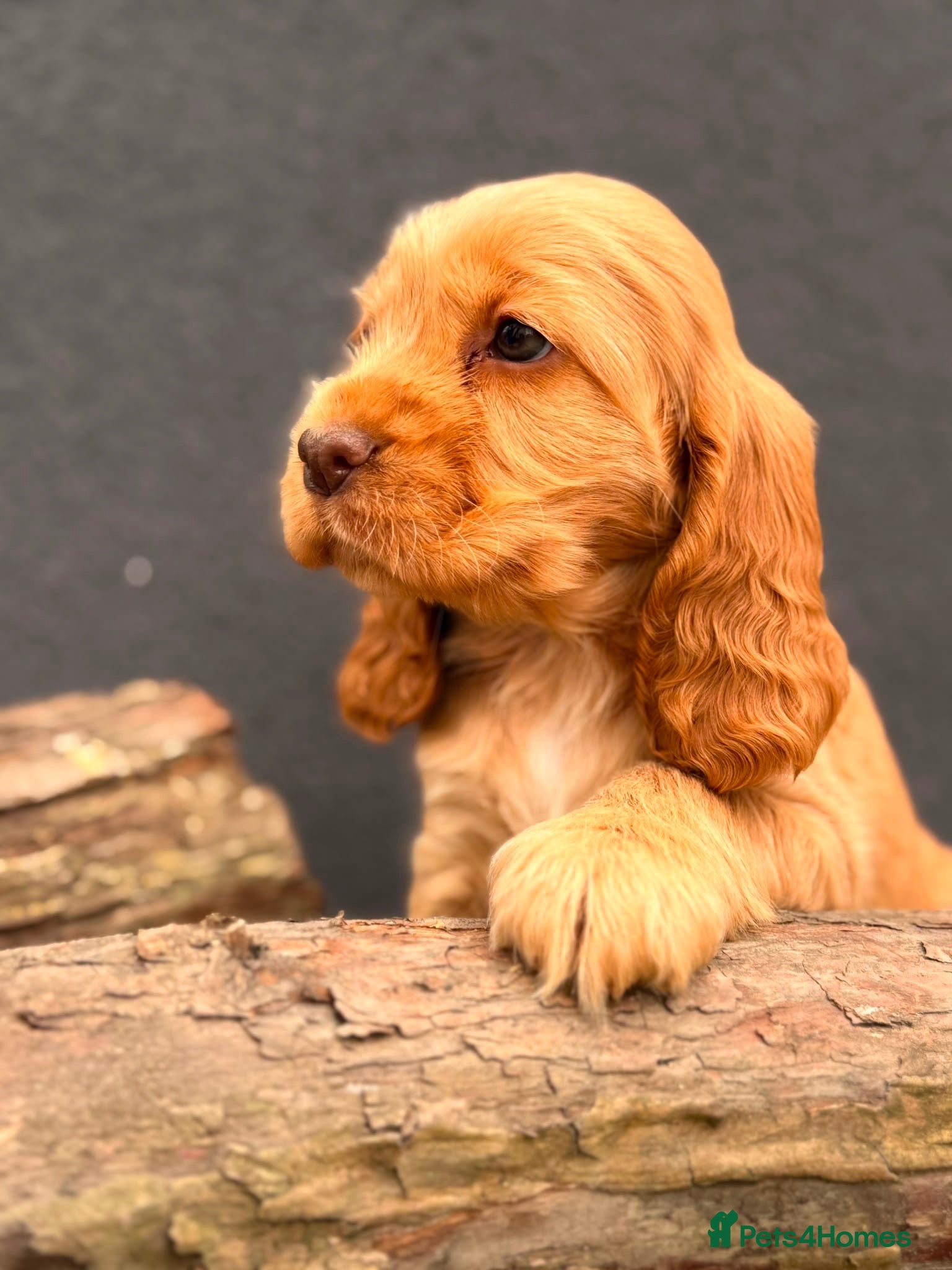Cocker Spaniel dogs Show type cocker spaniels  - Advert 7