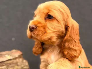 Cocker Spaniel dogs Show type cocker spaniels - Advert 7