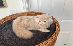 Persian cats for sale: Noushafarin Gccf reg hobby breeder  - Image 5