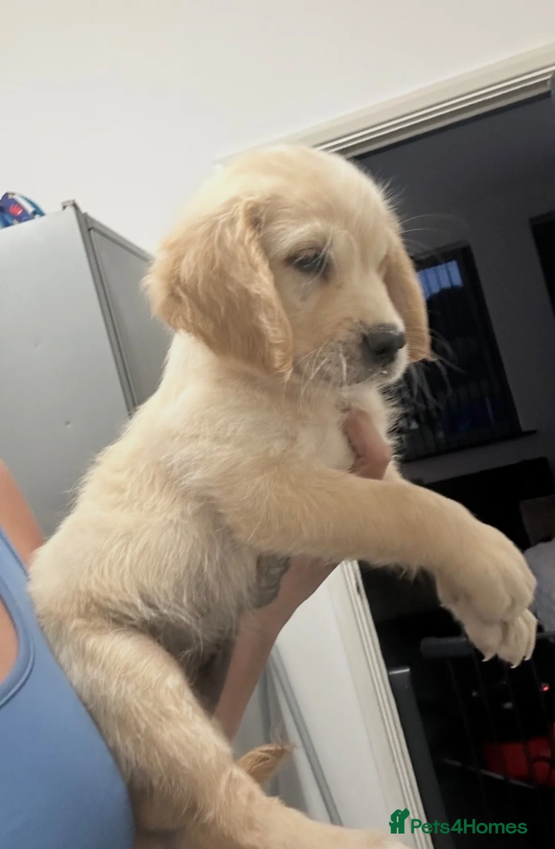 Golden Retriever dogs for sale: Stunning golden retrievers  - Advert 11