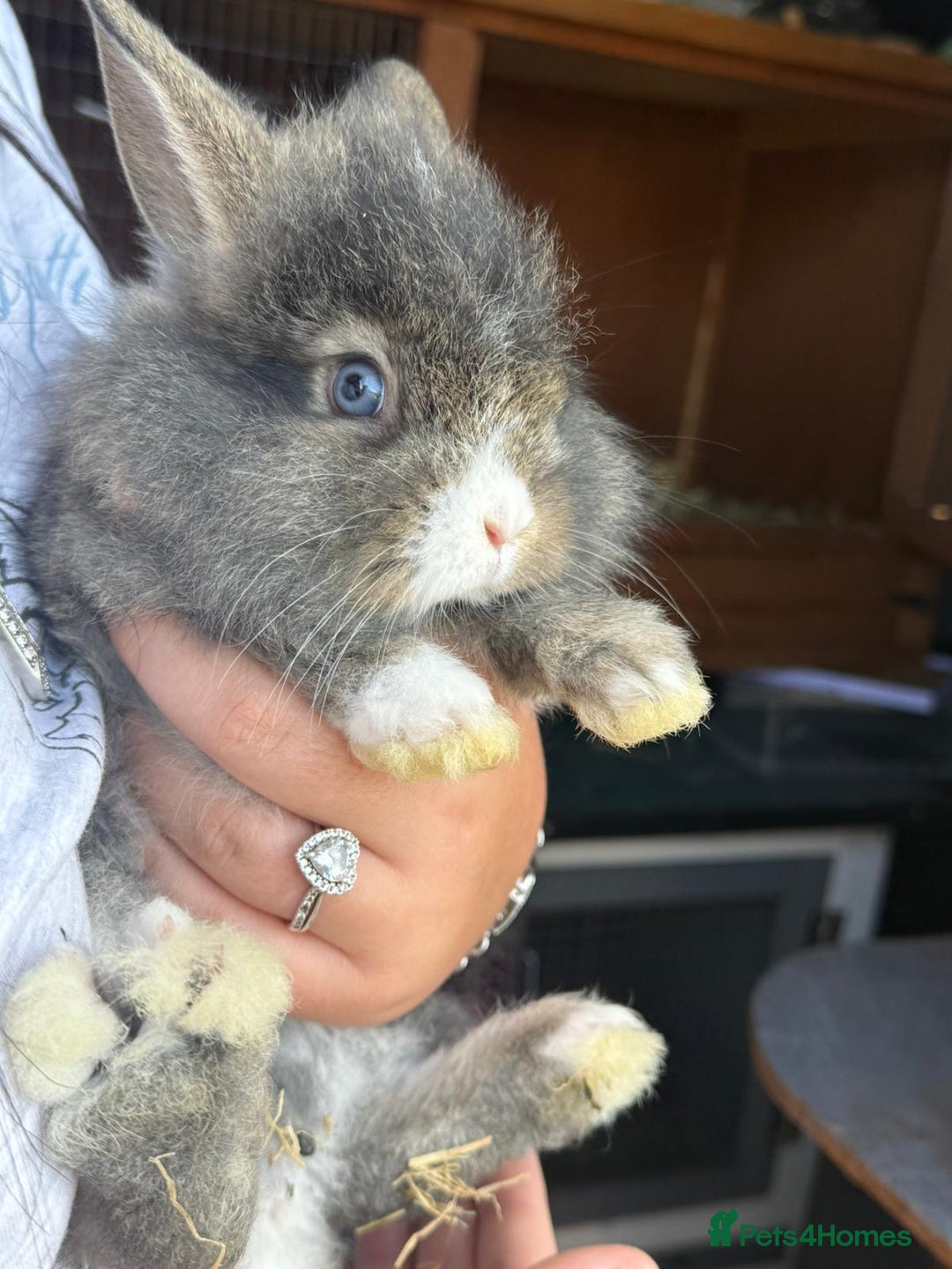 Lionhead rabbits for sale: Baby double main lion head  - Image 2