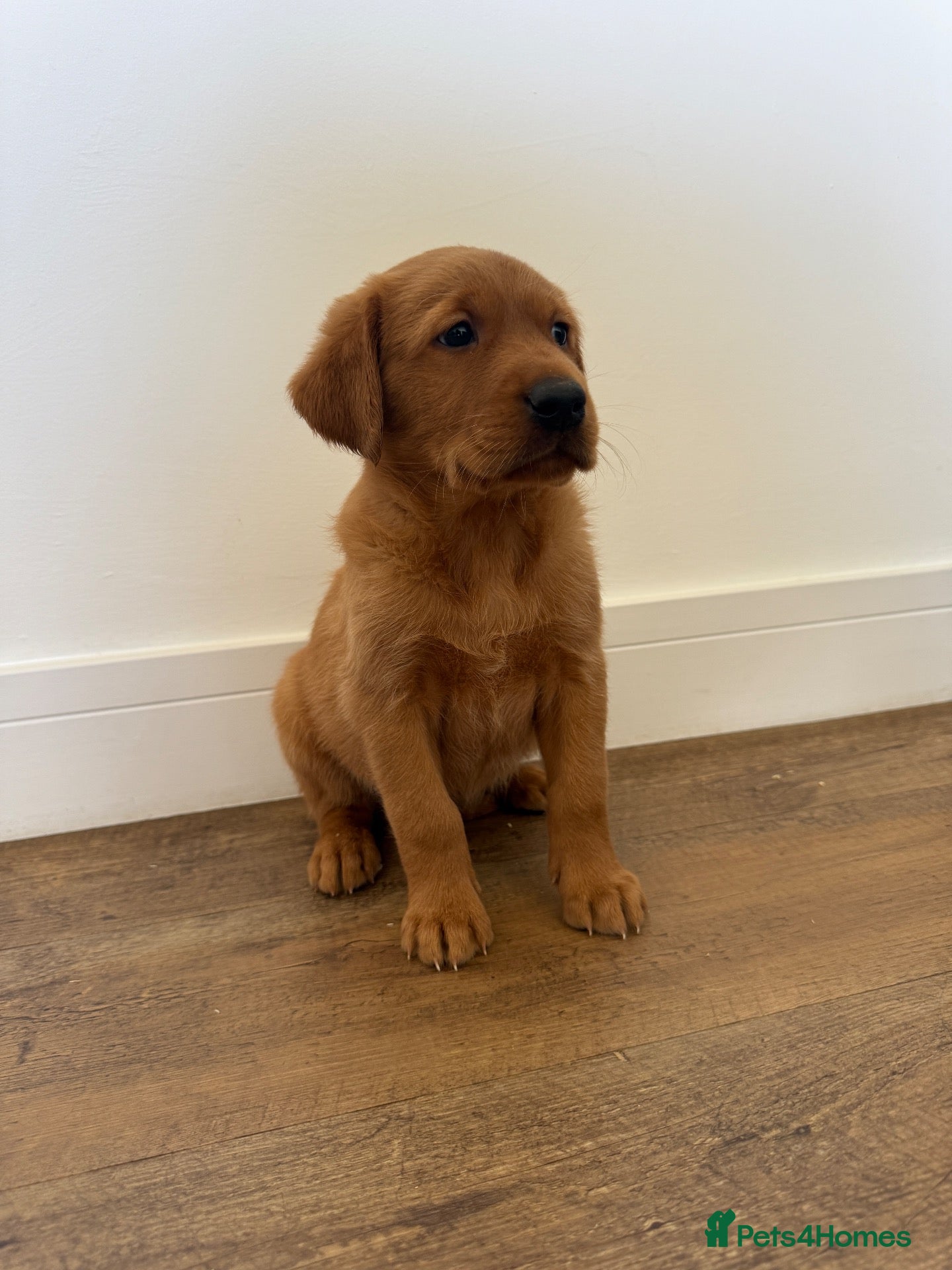 Goldador dogs Fantastic red goldador puppies  - Advert 6