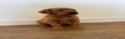 Goldador dogs for sale: Fantastic red goldador puppies  - Advert 1