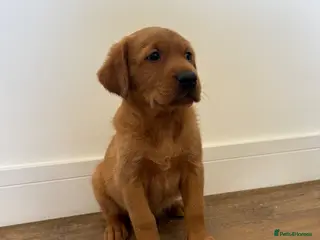 Goldador dogs Fantastic red goldador puppies - Advert 2