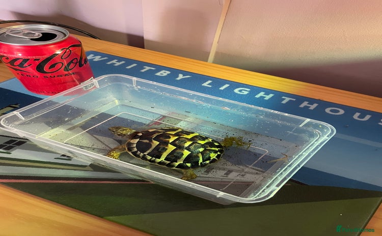 Hermann Tortoise reptiles - Advert 1