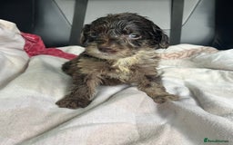 Cockapoo dogs for sale: GORGEOUS F1 MERLE COCKAPOOS HEALTH TESTED PARENTS - Image 23
