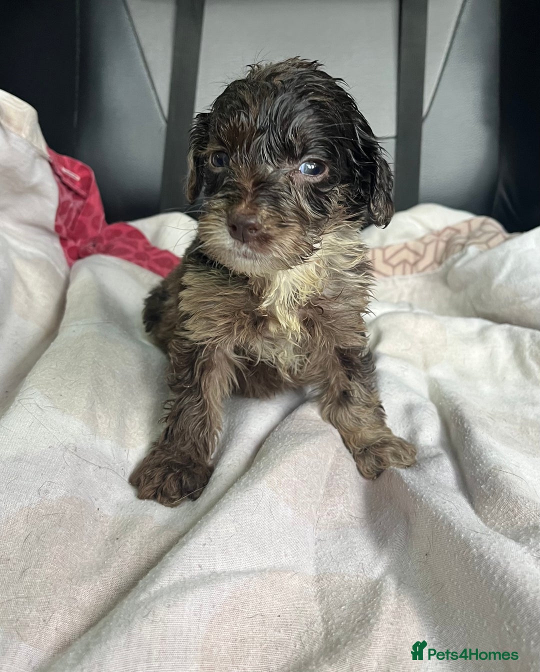 Cockapoo dogs for sale: GORGEOUS F1 MERLE COCKAPOOS HEALTH TESTED PARENTS - Image 23