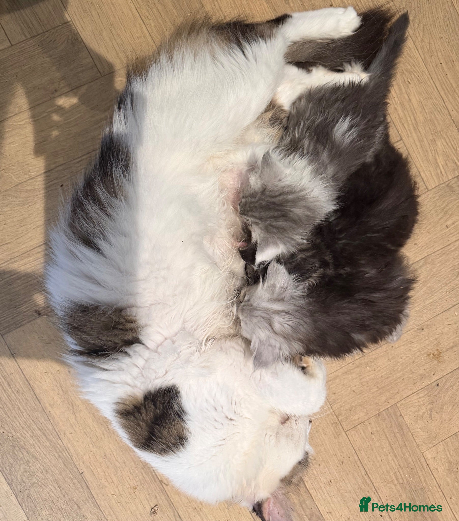 Maine Coon cats Pure maine coons - Advert 2