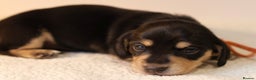 Miniature Dachshund dogs for sale: 5*Licensed+KC+PRAclear+VETchecked+Chocolate&Cream - Advert 14