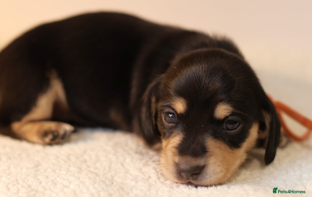 Miniature Dachshund dogs for sale: 5*Licensed+KC+PRAclear+VETchecked+Chocolate&Cream - Advert 14