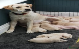 Labrador Retriever dogs for sale:  Beautiful, bouncing Pedigree Pups - Image 8