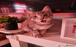 British Shorthair cats for sale: Kittens  - Image 1