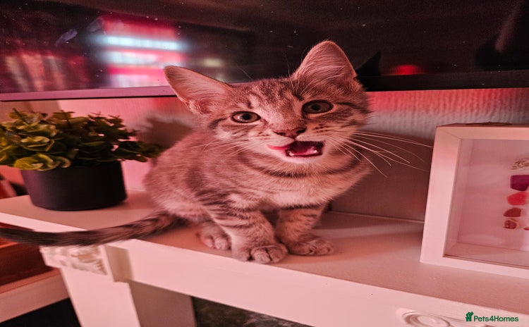 British Shorthair cats - Advert 6
