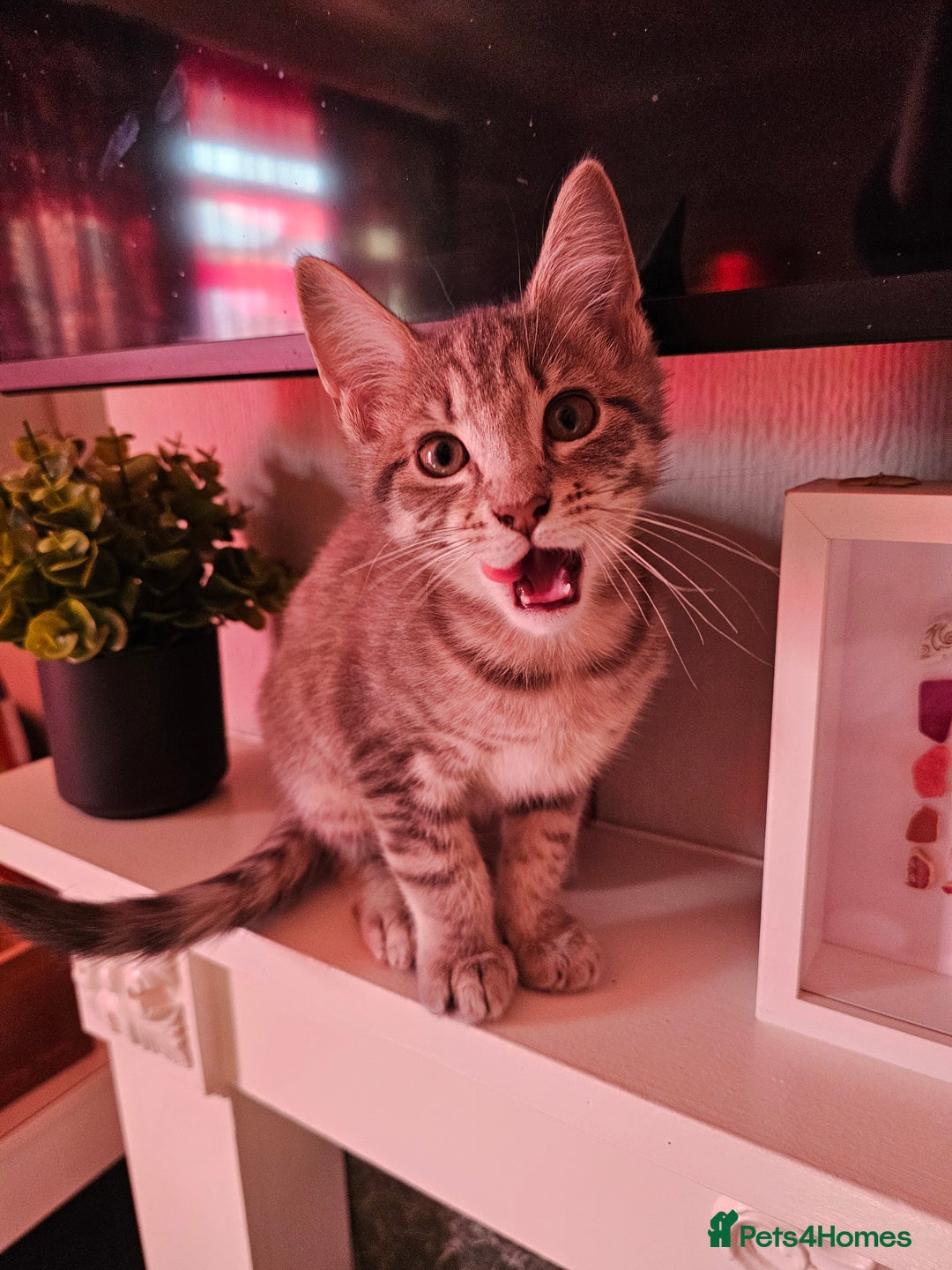 British Shorthair cats for sale: Kittens  - Image 1