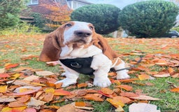 Basset Hound dogs for sale: Handsome five month old Basset Hound - Image 4