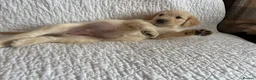 Labradoodle dogs for sale: Stunning Labradoodle puppies - Advert 6
