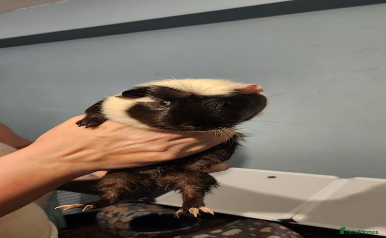 Guinea Pig rodents - Advert 1