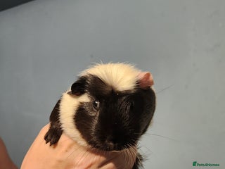 Guinea Pig rodents - Advert 2