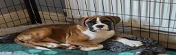 Boxer dogs for sale: Stunning Red Brindle/white Male Puppy - Advert 10
