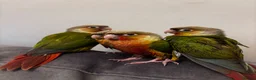 Parrots birds for sale: Handreared pineapple conures silly tame - Advert 2