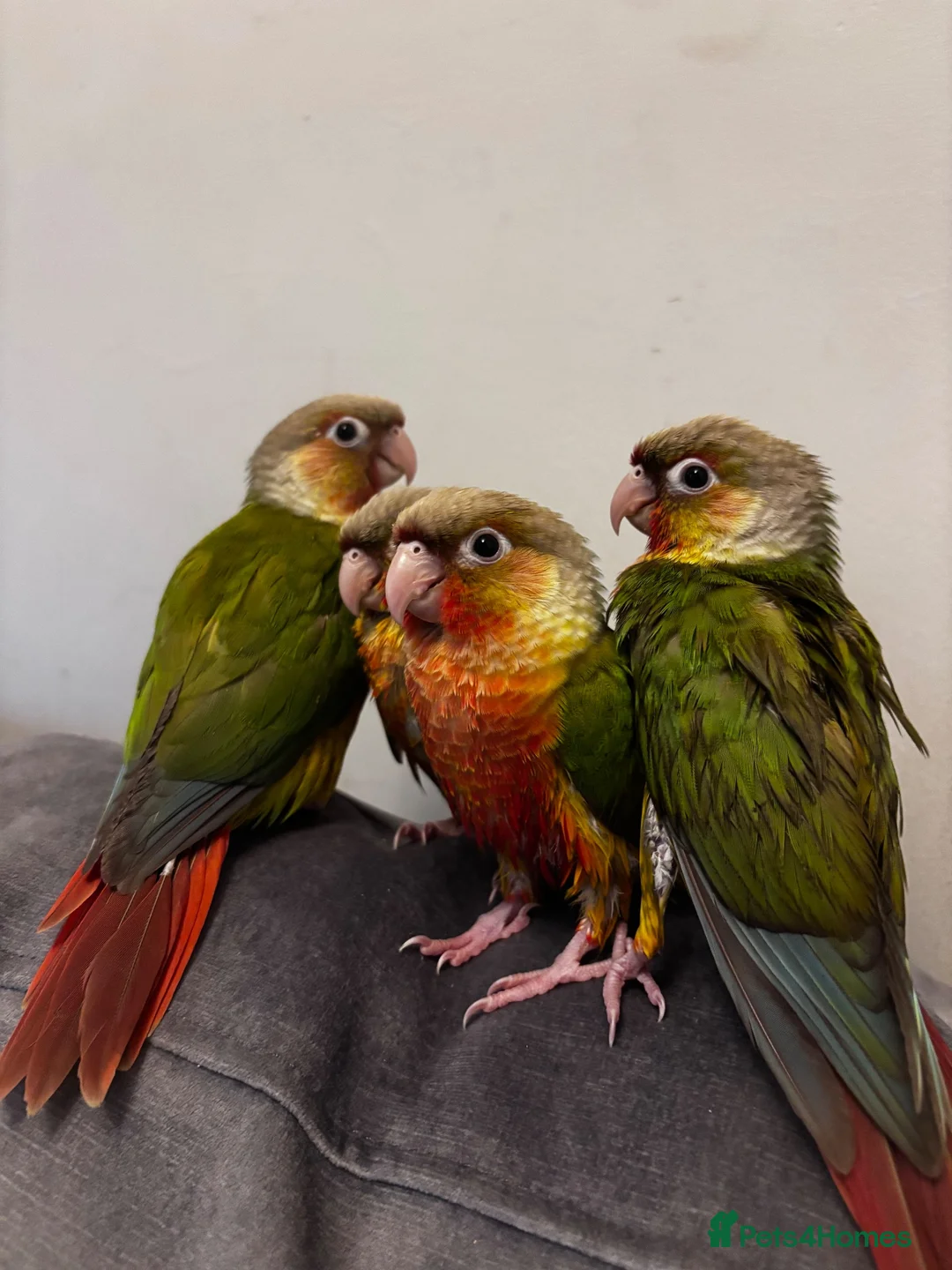 Parrots birds for sale: Handreared pineapple conures silly tame - Advert 2
