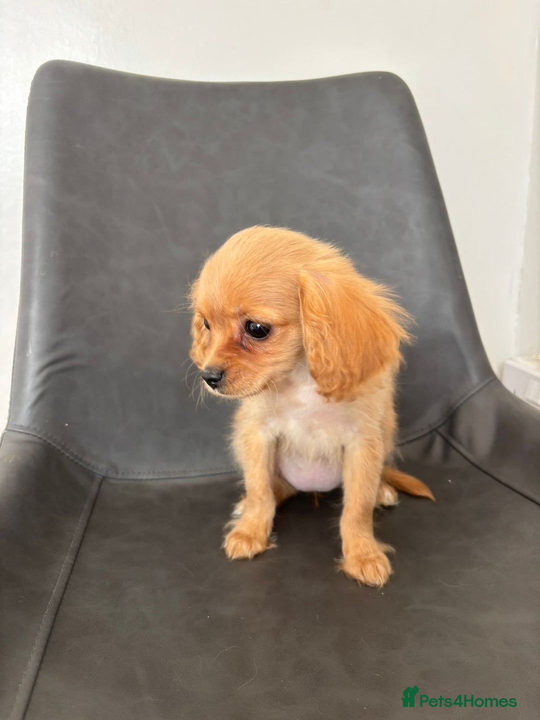 Cavapoo dogs for sale: Beautiful Cavapoo Puppies - Image 6