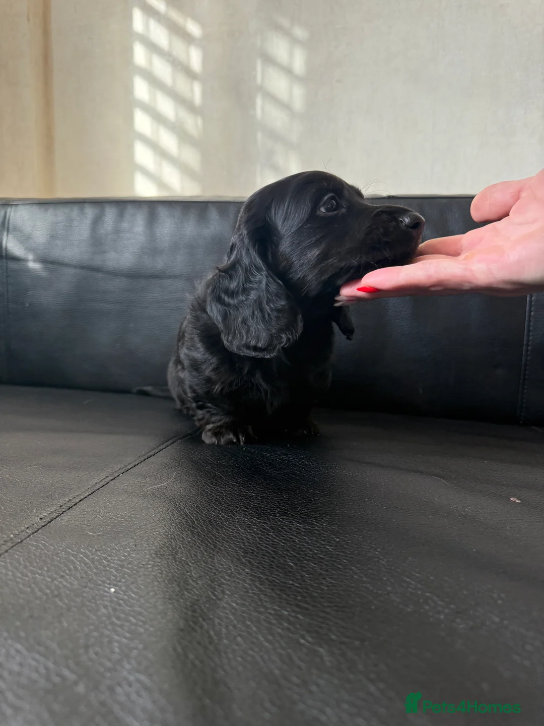 Miniature Dachshund dogs for sale: Mini long hair dachshunds  - Advert 16