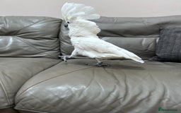 Cockatoo birds for sale: Very friendly talking male Cockatoo for sale! in London - Image 2