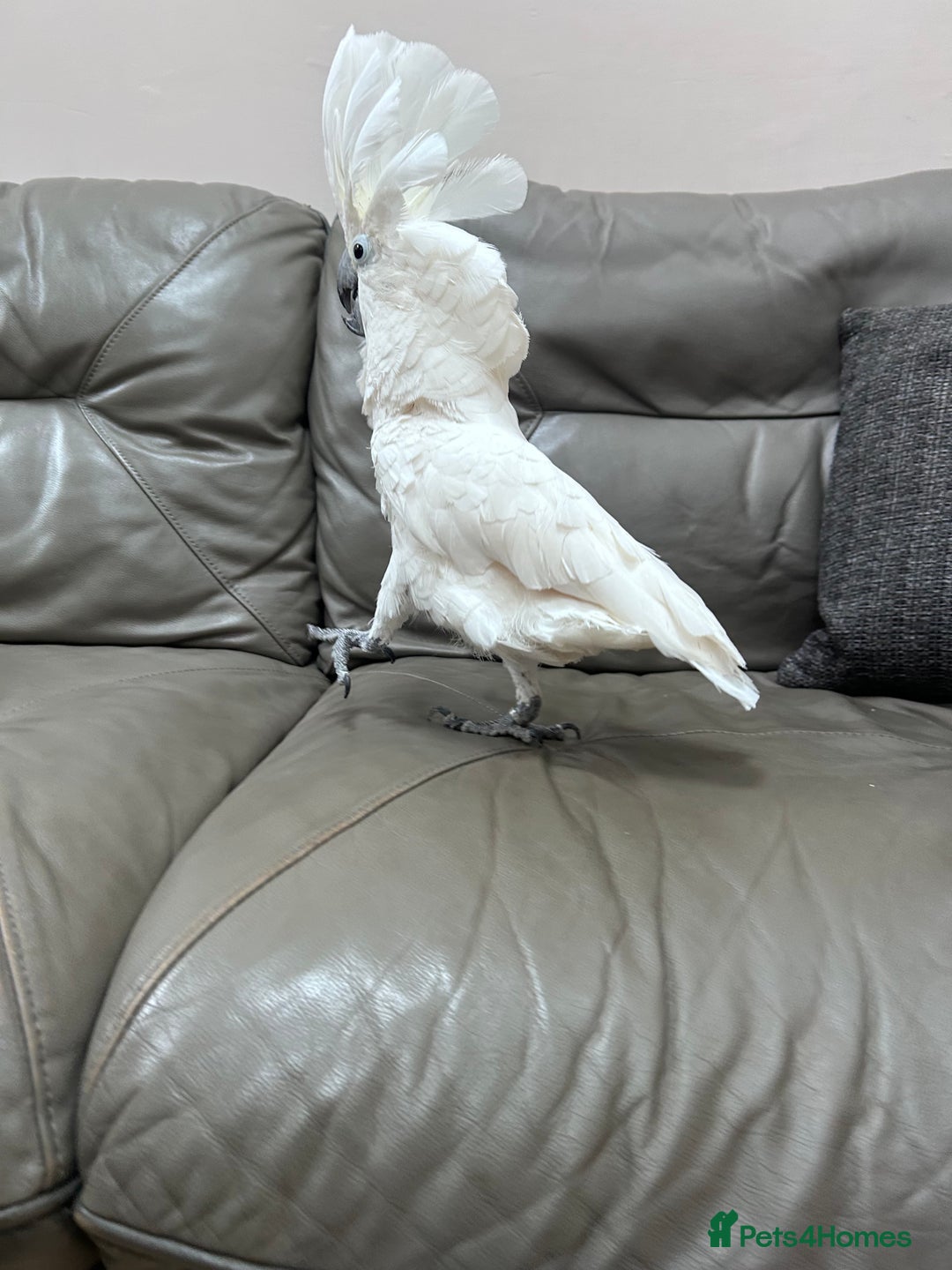 Cockatoo birds for sale: Very friendly talking male Cockatoo for sale! in London - Image 2