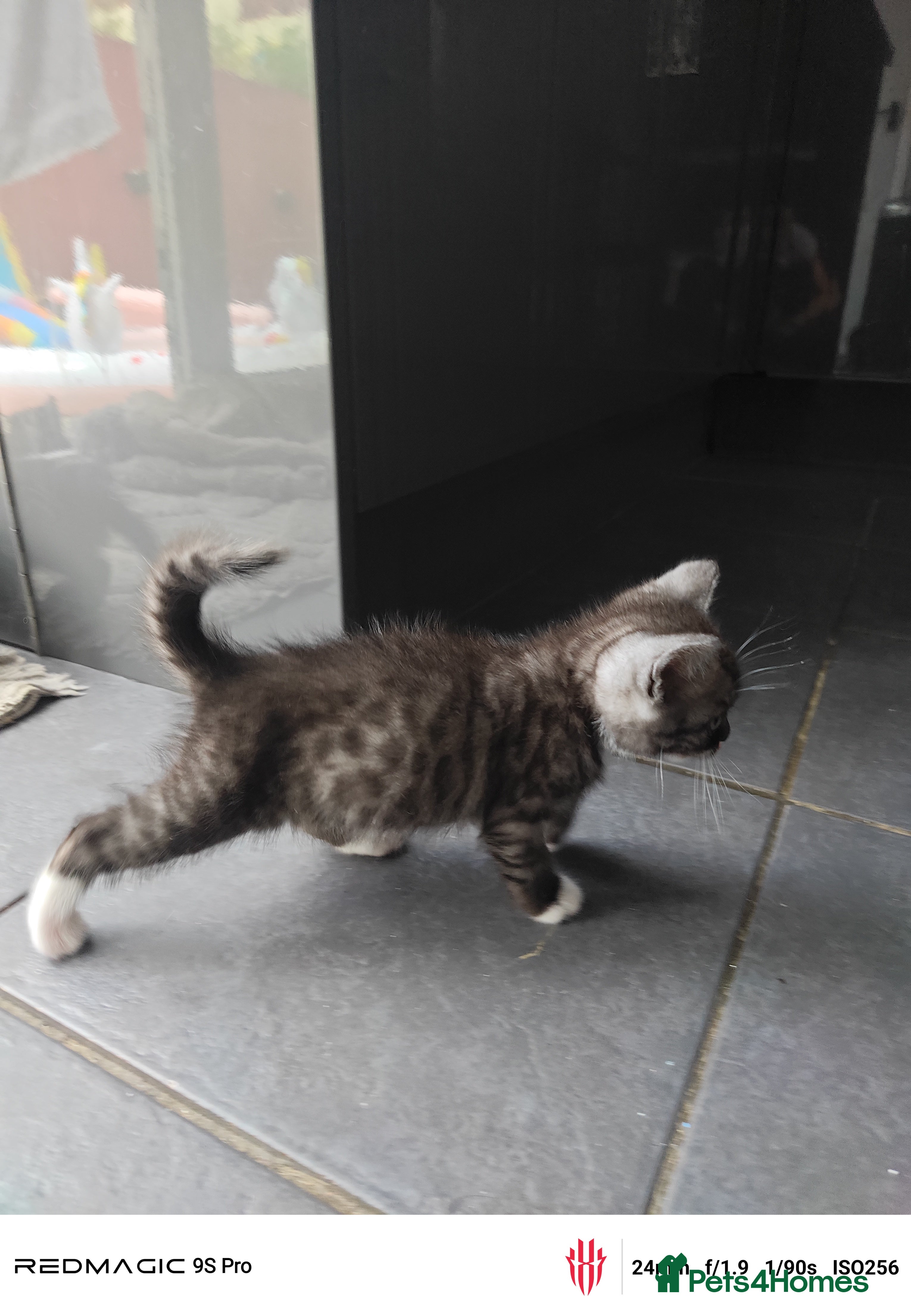 British Shorthair cats for sale: Mixed British Short hair - Advert 23