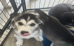 Siberian Husky dogs for sale: Lovely husky puppies, ready for new homes on 25/8 - Image 33
