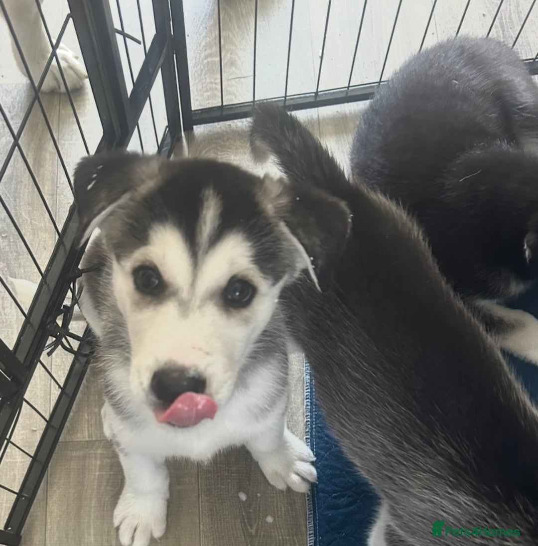 Siberian Husky dogs for sale: Lovely husky puppies, ready for new homes on 25/8 - Image 33
