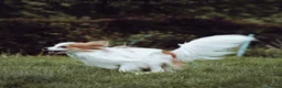 Papillon dogs for sale: HEALTH TESTED Papillon & Phalene  - Advert 25
