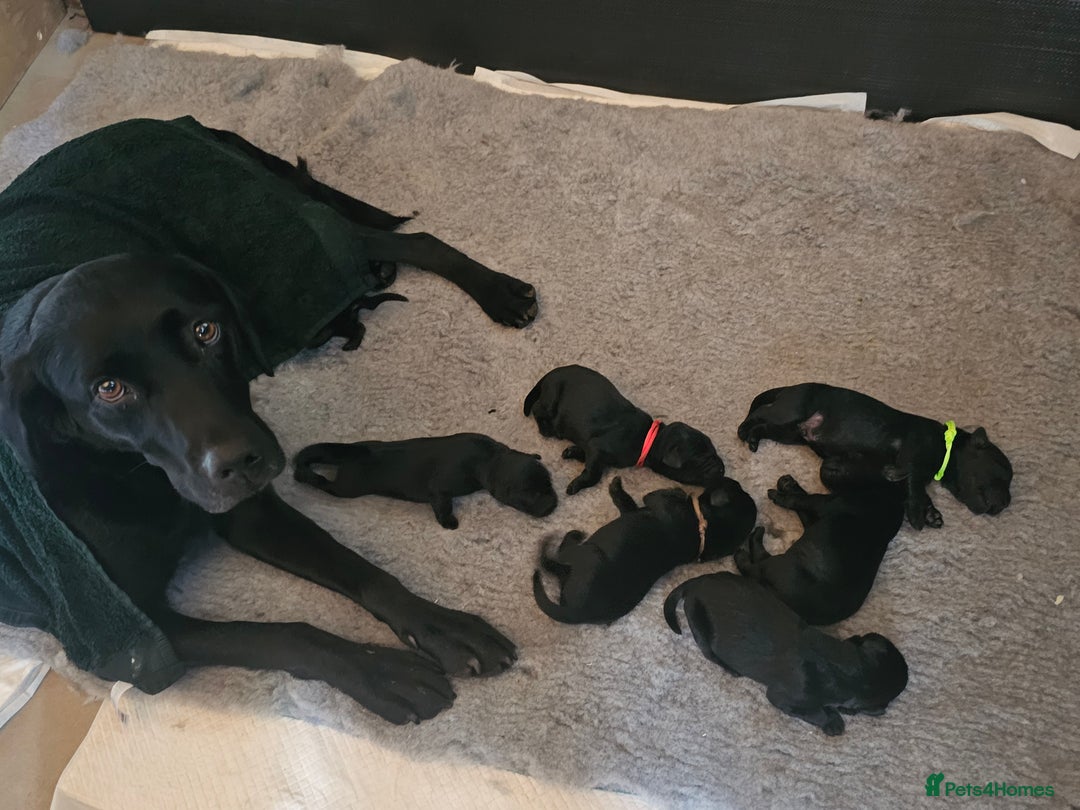Labrador Retriever dogs for sale: KC Reg Labrador Puppies  - Image 9