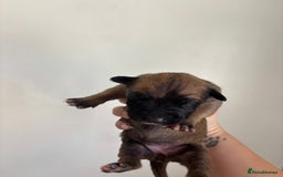 Mixed Breed dogs for sale: BEAUTIFUL BULL HERDERS (American Bulldog X Mali) - Image 7