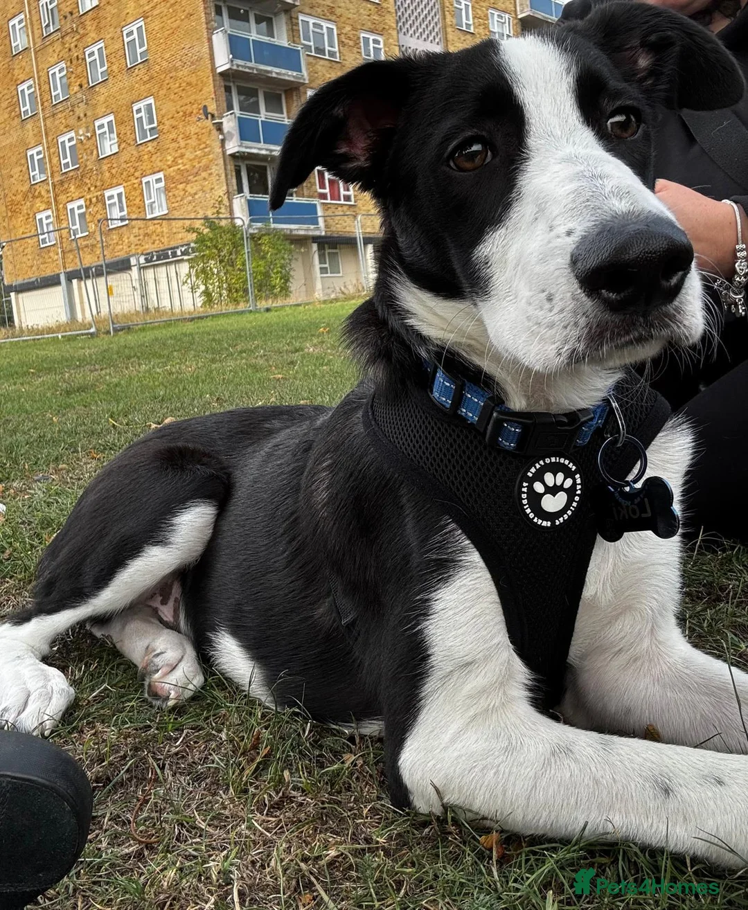 Mixed Breed dogs for sale: Labadoodle cross collie  - Advert 2