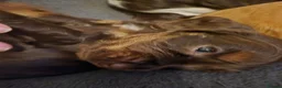 Cocker Spaniel dogs for sale: Gorgeous Show Cocker Puppies in Brampton - Advert 13