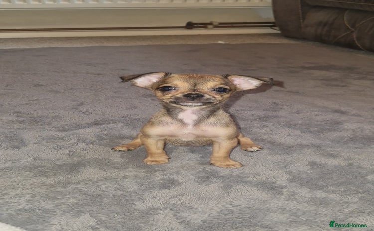 Chihuahua dogs - Advert 5