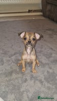 Chihuahua dogs - Advert 12