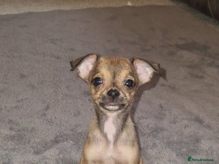 Chihuahua dogs 🎄🎅 1 teacup girl searching for a forever home - Advert 15