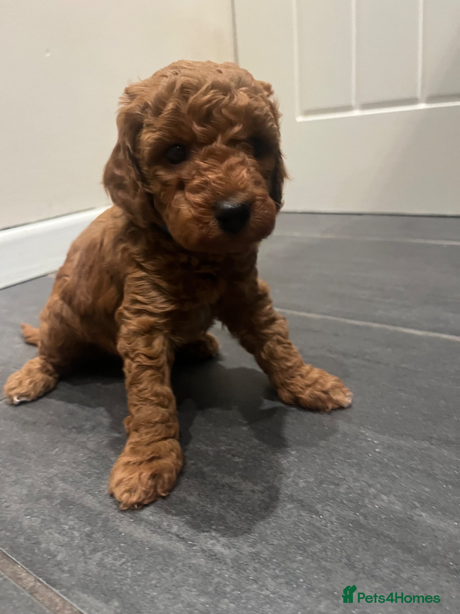 Cockapoo dogs  Beautiful Fox Red Cockapoo Puppies - Advert 1