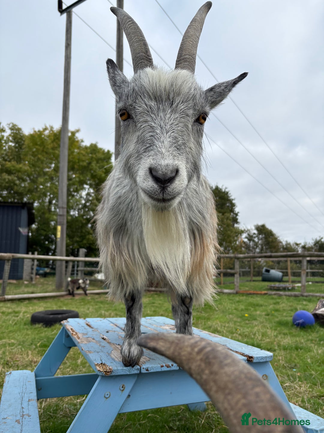 Goats livestock for sale: 4yo wether - Advert 2