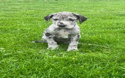 Great Dane dogs for sale: Outstanding litter of Great Danes  - Image 4