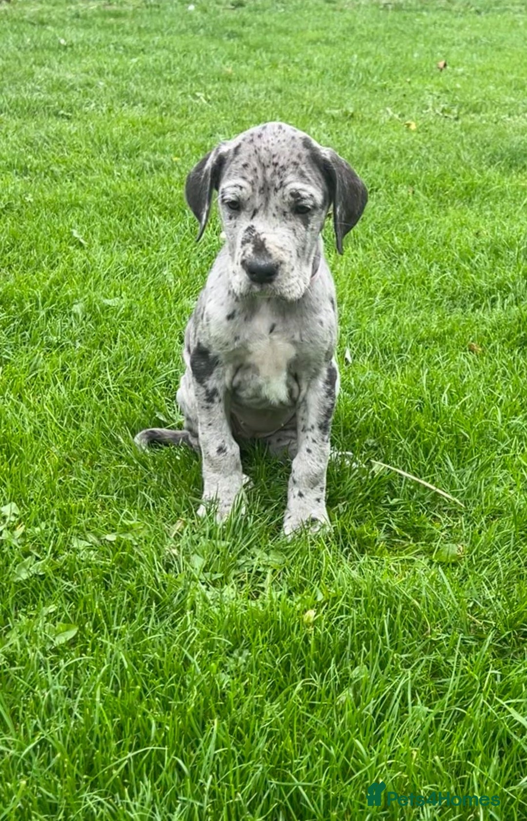 Great Dane dogs for sale: Outstanding litter of Great Danes  - Image 4