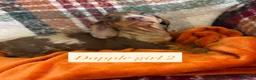 Dachshund dogs for sale: 5 beautiful dachshund girls  - Advert 6